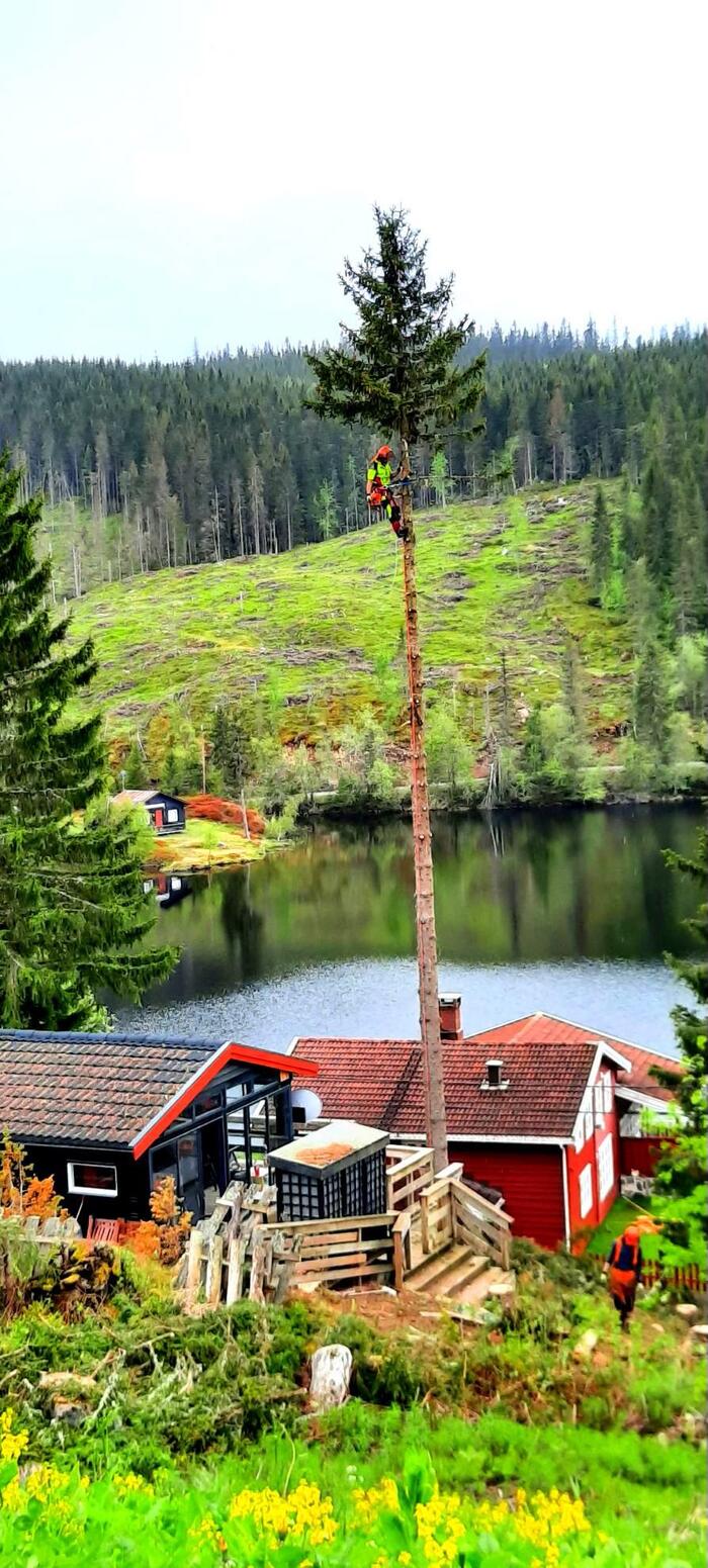 Skogsarbeider høyt oppe i tre